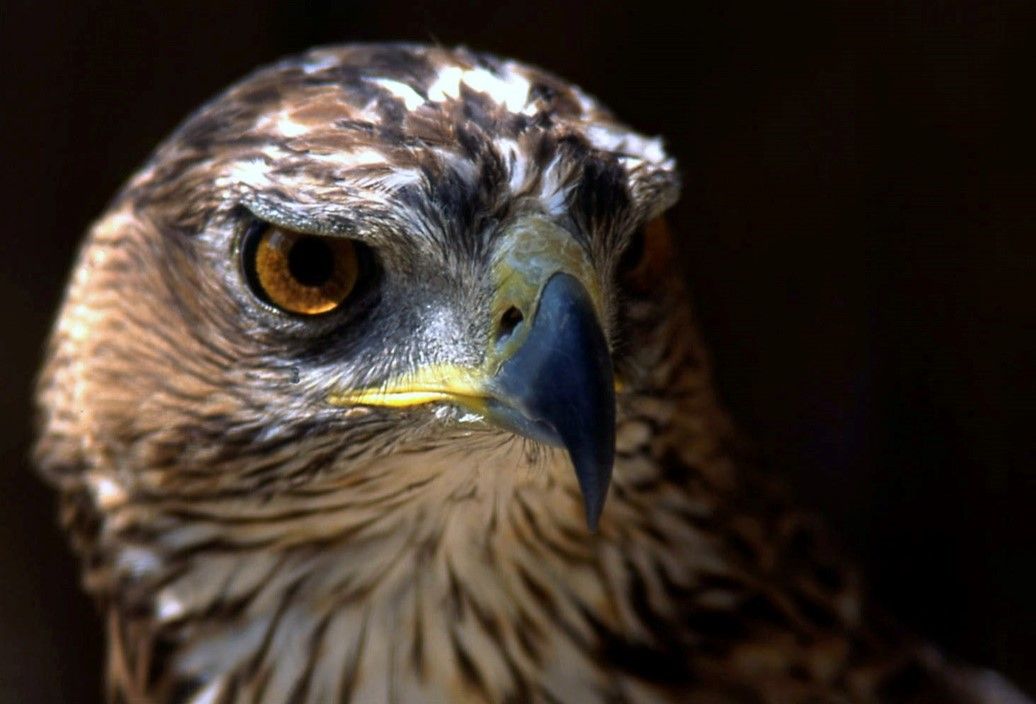 El proyecto que vela por el águila perdicera a través de la tecnología