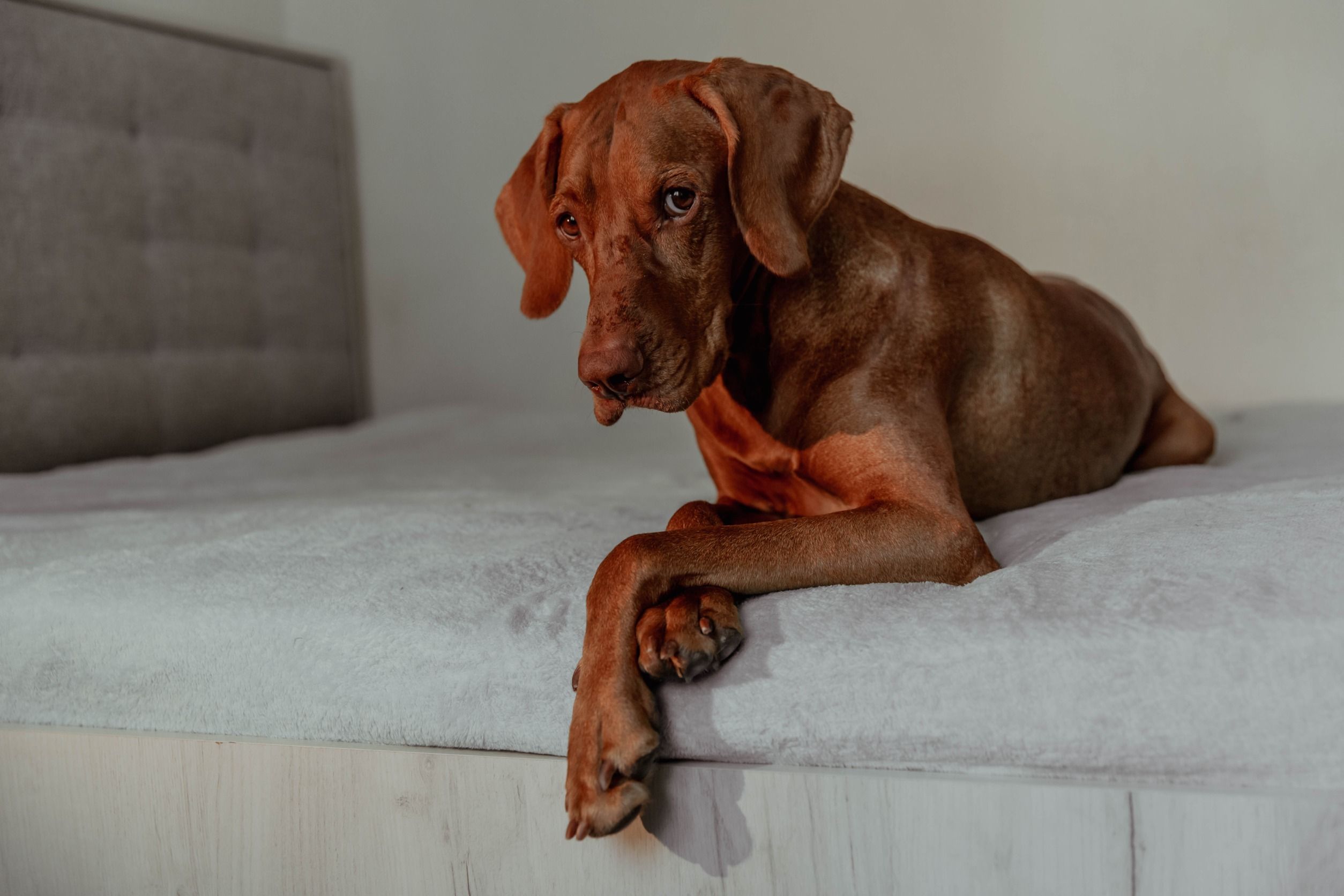 ¿Es posible tener una alarma en casa con mascotas?