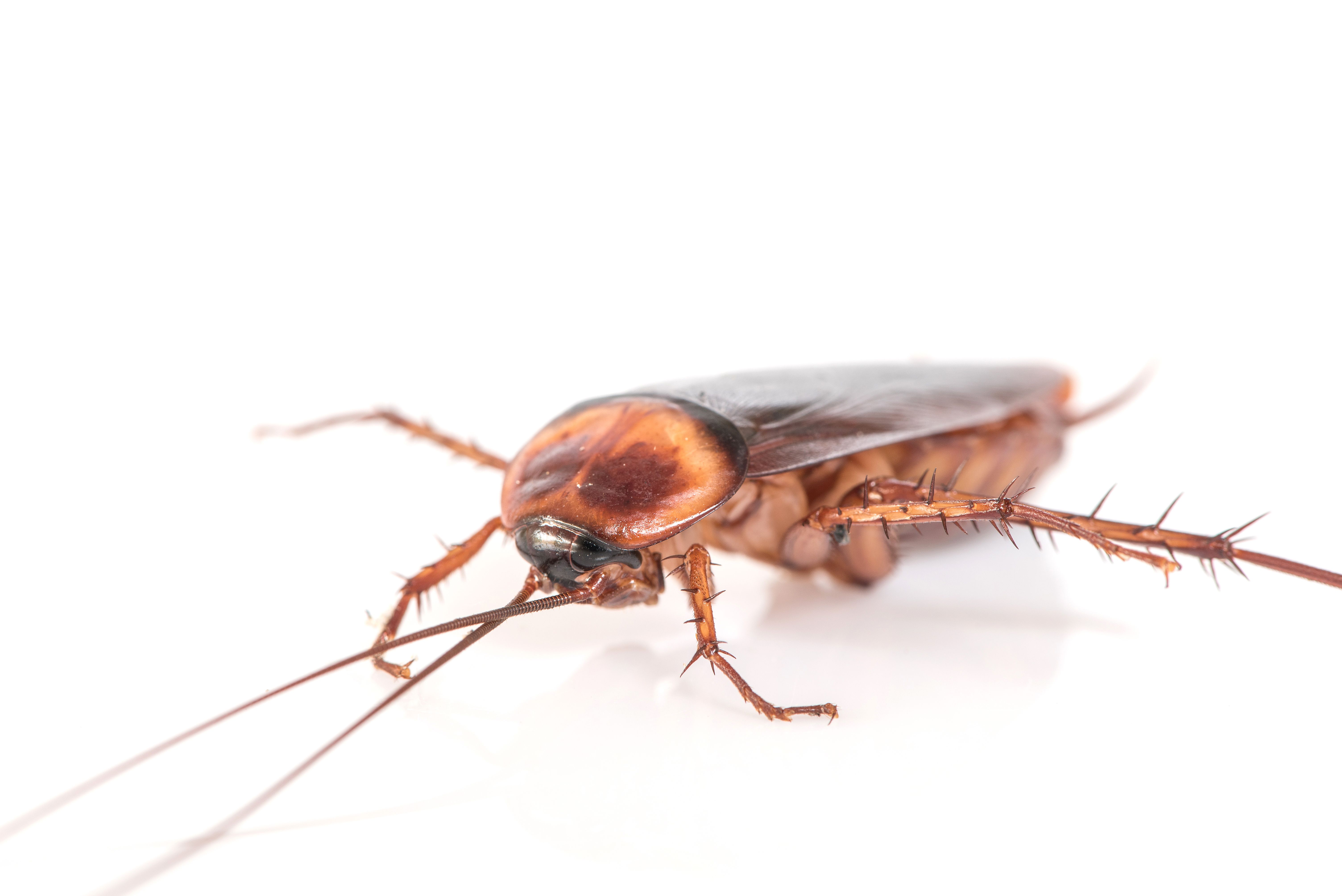 Extraen una cucaracha viva del intestino de un hombre que sufría de indigestión